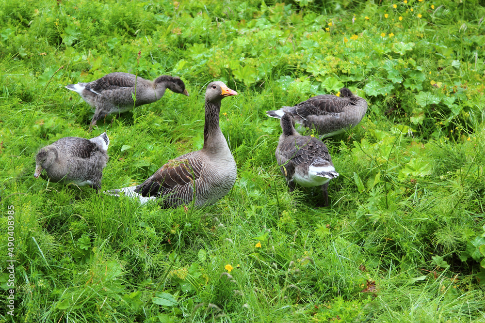 Graugans / Greylag Goose / Anser anser. Graugans / Greylag Goose / Anser anser.