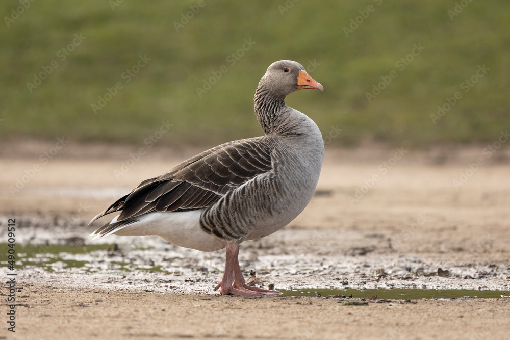 grey lag goose anser anser preening and walking near a puddle of water side on isolated from green background grey lag goose anser anser preening and walking near a puddle of water side on isolated from green background