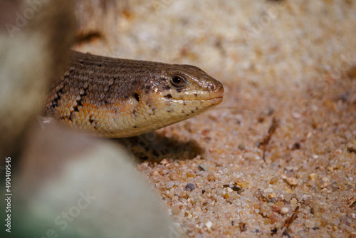 Small lizard smiling and looking at the camera