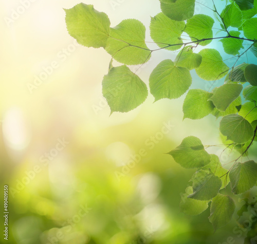 Tree branch with green leaves on sunny day. Springtime background