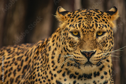 leopardo hembra © Alas_Mezivn