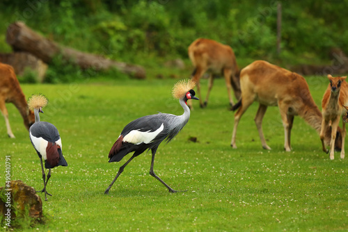 Two grey crowned cranes (Balearica regulorum), also known as the African crowned crane, golden crested crane.