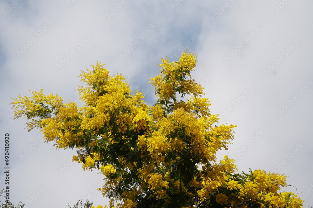 Fototapeta premium acacia dealbata