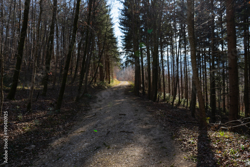 Spring Reborn, Wiedergeborene Frühling, Europa, Switzerland, Mountain, Forest, Sunny day, Lonely Walk © nurten