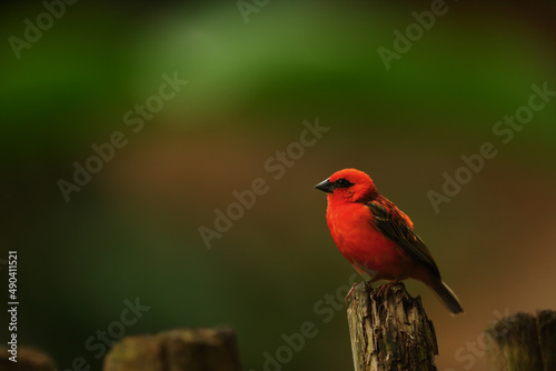 The red fody (Foudia madagascariensis), also known as the Madagascar fody in Madagascar. © Honza Hejda