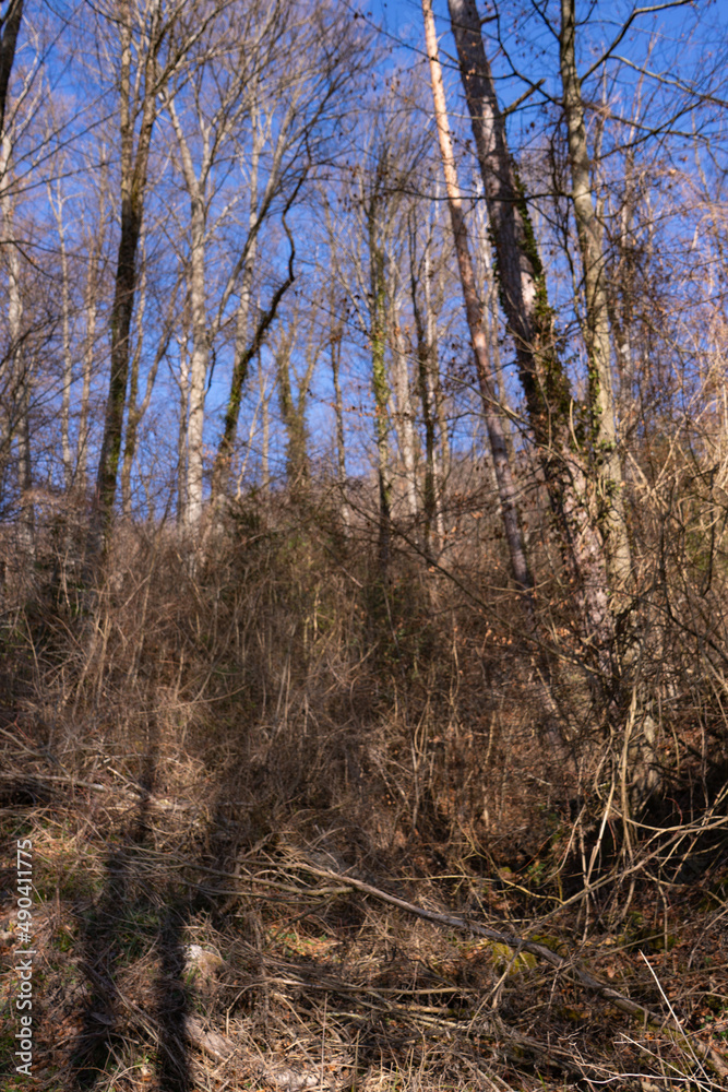 Spring Reborn, Wiedergeborene Frühling, Europa, Switzerland, Mountain, Forest, Sunny day, Lonely Walk