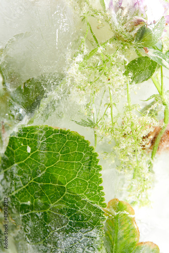 flowers and leaves in the ice