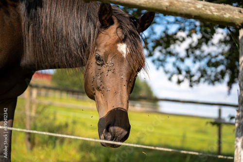 Принти на полотні Brown mare with a lot of flies on her face looks at the camera through the pastu
