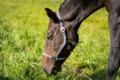 Brown mare grazes in a lush pasture while flies fly in her face