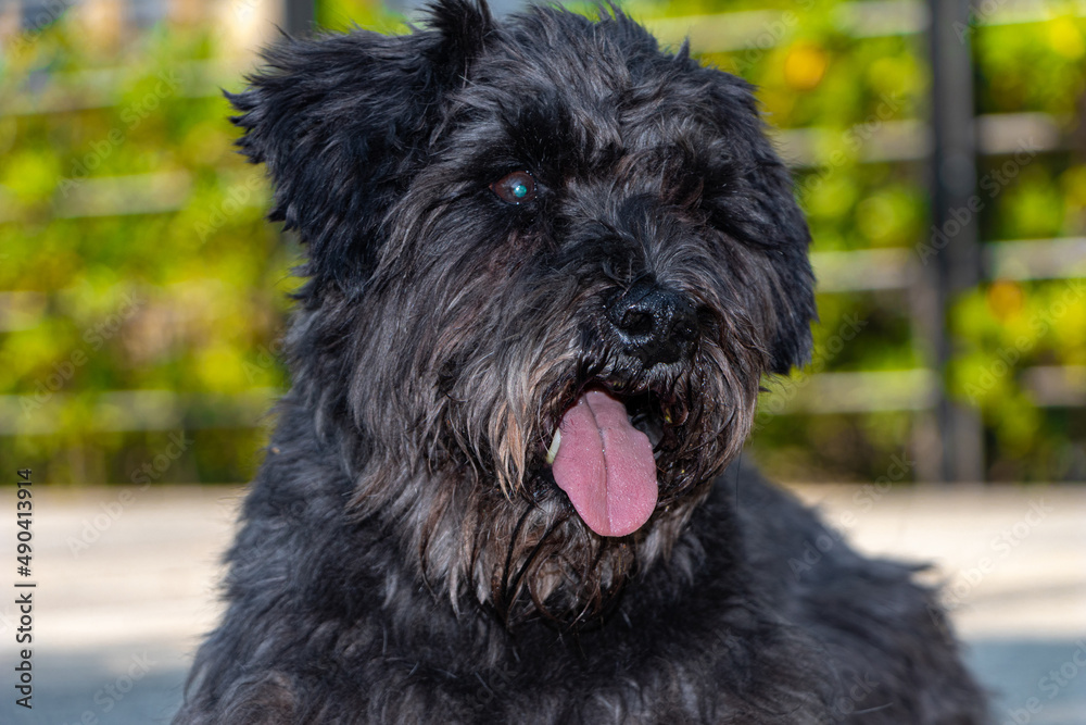 schnauzer en sesión de fotos en el parque 7