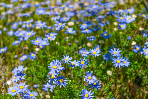 Blue daisy flowers blooming in summer meadow