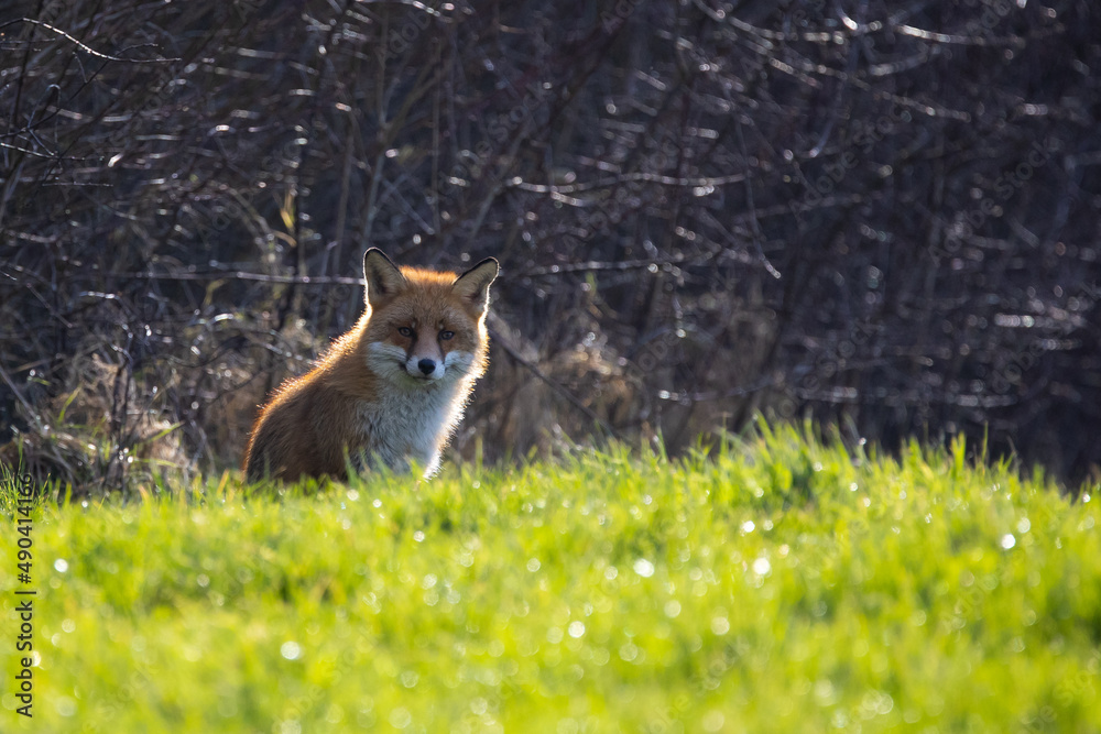 Fototapeta premium A fox beautifully lit by the sun