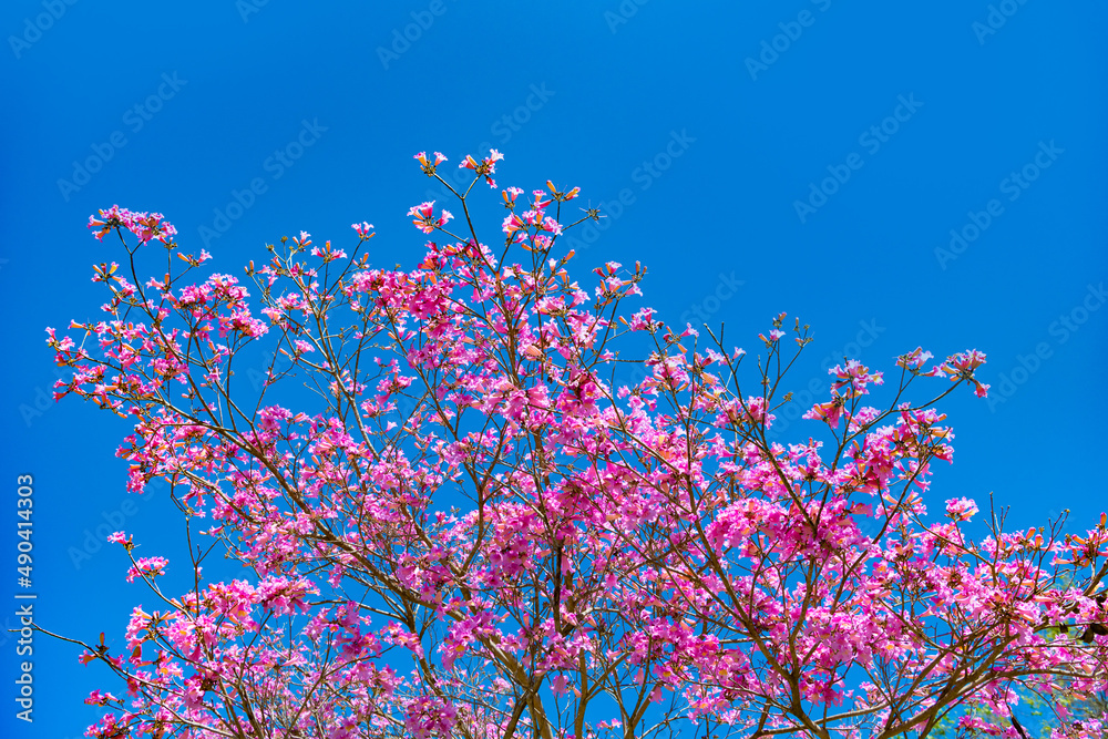 pink blossom of sakura tree on sunny blue sky in spring. copy space