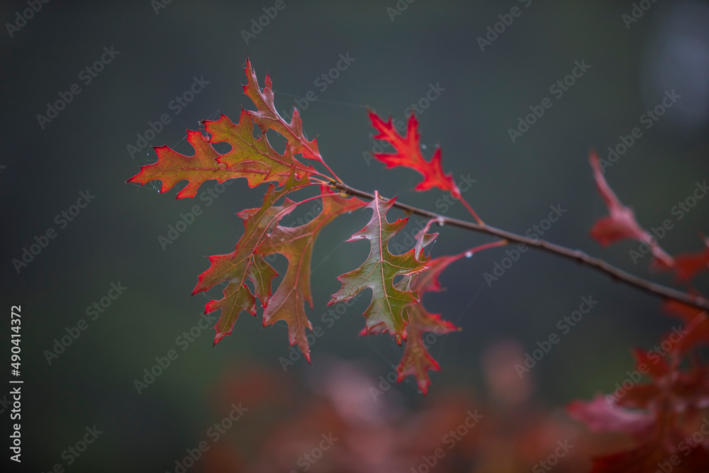 Colorful leaves and trees during Autumn season Colorful leaves and trees during Autumn season