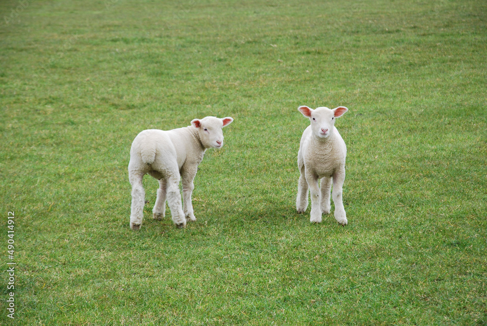 Lamb duo in Tom's Field Lamb duo in Tom's Field