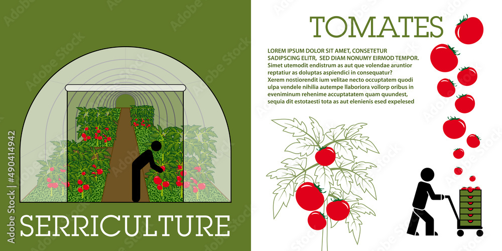 Mise en page sur le thème de la culture et la récolte de la tomate dans une serre - texte français, traduction : serriculture, tomates.