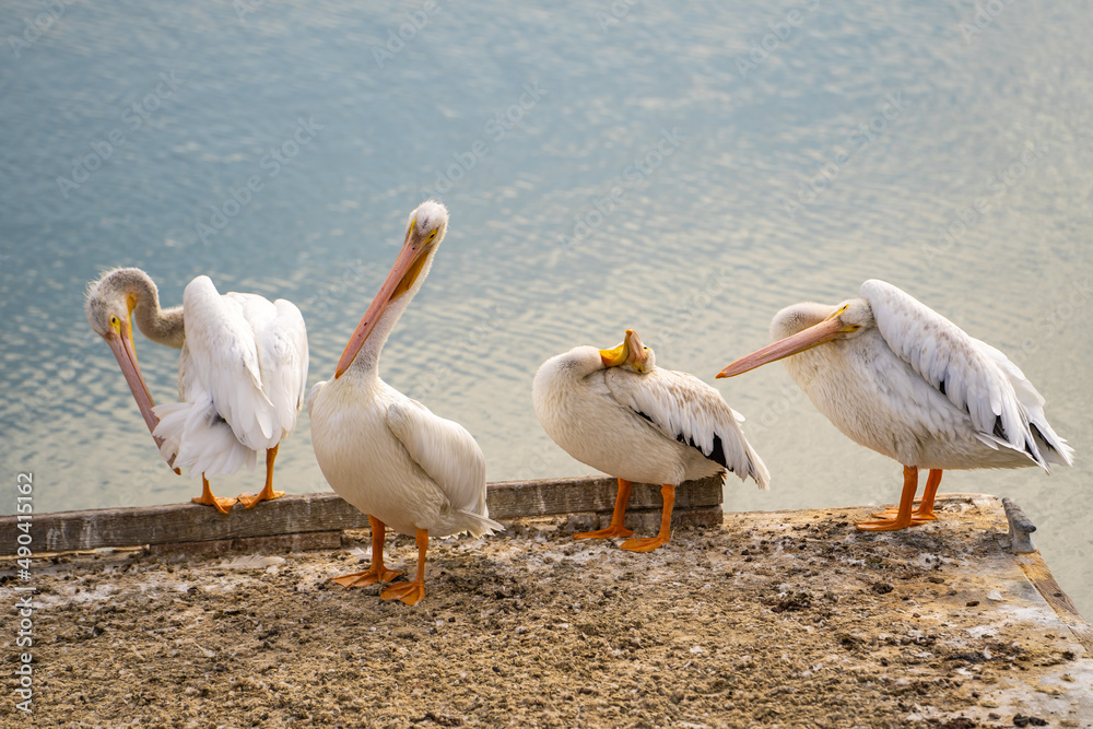 Four pelicans clean their feathers. Four pelicans clean their feathers.