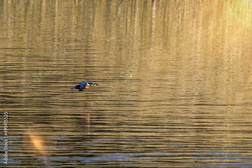 A Kingfisher flies across the surface of the water with a fish in its beak © Paul