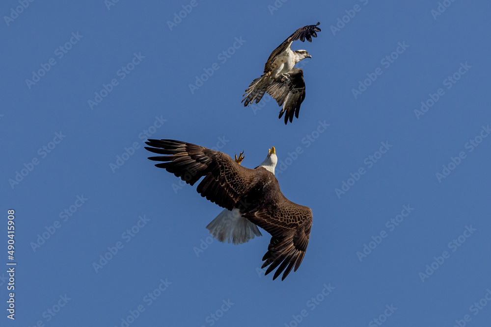Obraz premium Bald Eagle fighting Osprey near Lake Kissimmee, Florida USA 