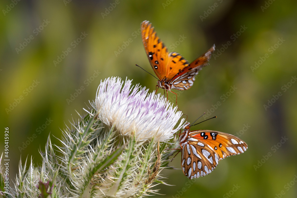 Beautiful Gulf fritillary butterfly on thistle flower in Merritt Island National Wildlife Refuge Beautiful Gulf fritillary butterfly on thistle flower in Merritt Island National Wildlife Refuge
