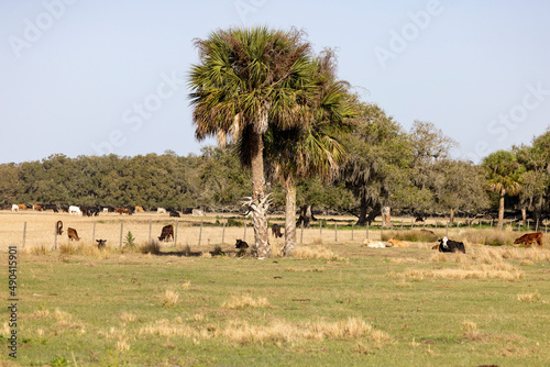 Cattle on central Florida farm photo