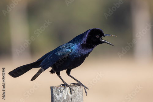 Male Boat-tailed Grackle in a Florida Marsh photo