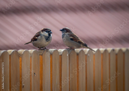 House Sparrows on the Fence
