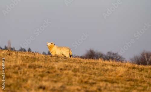 Merino sheep on the grass field during sunset