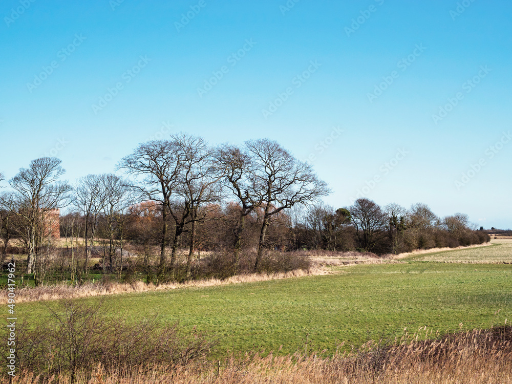 Bare trees at Paull Holme Strays, East Yorkshire, England Bare trees at Paull Holme Strays, East Yorkshire, England