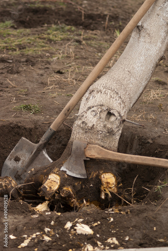 Tree uprooting and removal. Undermined walnut tree with chopped roots in a hole with an ax and a shovel. Close-up