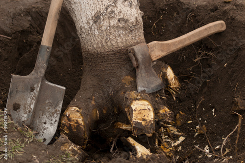 Bild auf Leinwand Tree uprooting and removal