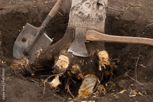 Tree uprooting and removal. Undermined walnut tree with chopped roots in a hole with an ax and a shovel. Close-up photo