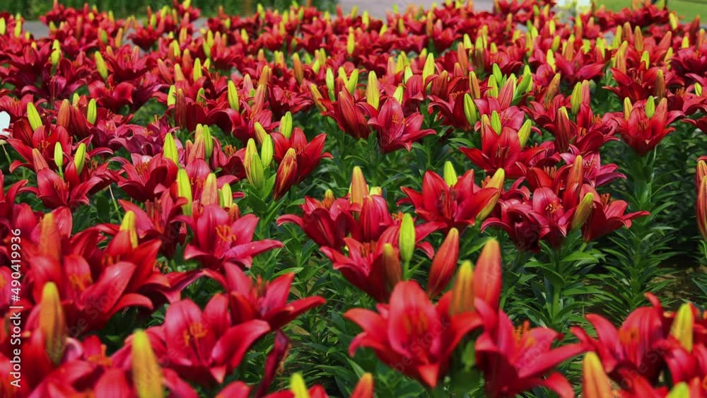 ユリの花 福井県坂井市 ユリの花 福井県坂井市