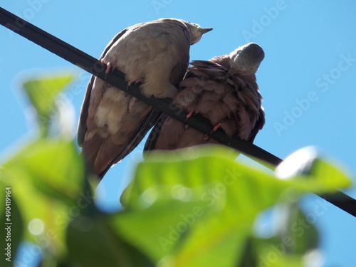 passarinhos, casal de passarinhos, rolinhas photo