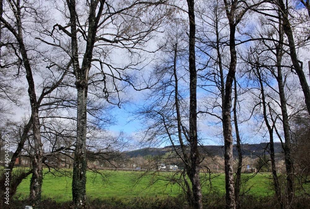 Trees at midday in winter landscape Trees at midday in winter landscape