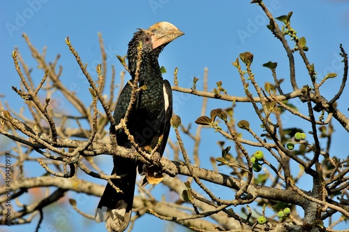 Ein Silberwangen-Hornvogel (Bycanistes brevis) in einem Baum, Äthiopien. photo