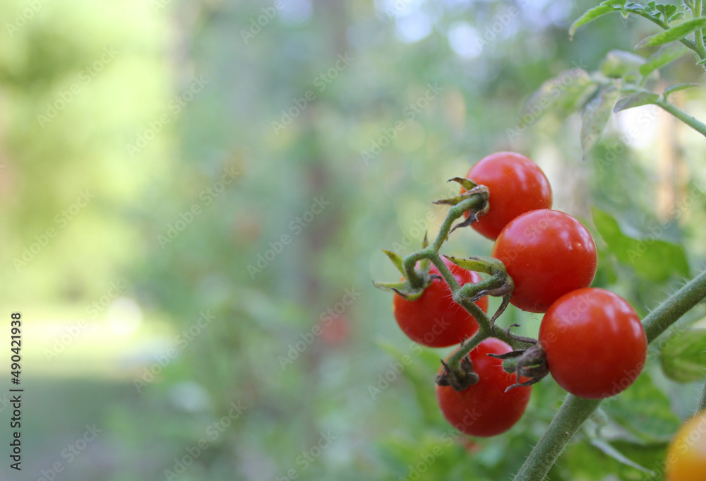Red Ripe Cherry Tomato Growing in Garden