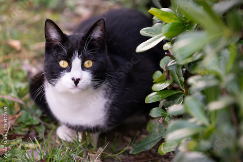 beautiful black and white young cat in the garden. yellow eyes cat.