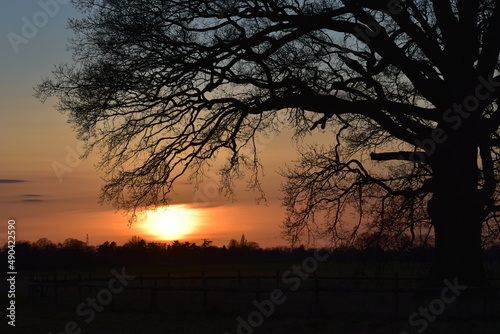 Silhouette of tree branches at sunset, spring, Coombe Abbey, Coventry, England, UK photo
