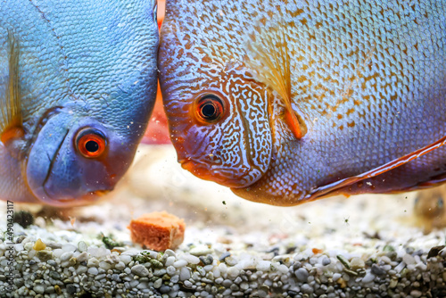 Diskusfische, Diskusbuntbarsche bei der Fütterung. Sie beißen vom Futter ab und blasen es teilweise wieder ins Wasser.