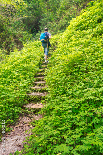 Escalera entre los helechos. Acceso al salto do Coro, Mondoñedo, Lugo, Galicia.