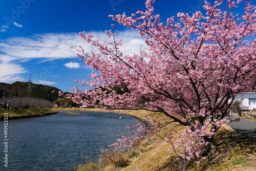 冬の南伊豆　青野川の河津桜