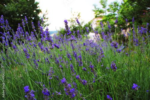 Принти на полотні A field of fragrant lavender in the warm summer evening of Cessapalombo