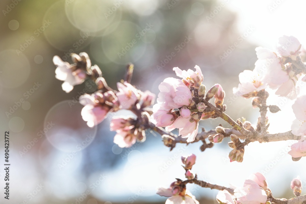 blooming fruit tree with white flowers on a sunny spring day blooming fruit tree with white flowers on a sunny spring day
