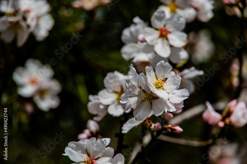 blooming fruit tree with white flowers on a sunny spring day