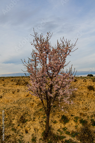 blooming fruit tree with white flowers on a sunny spring day