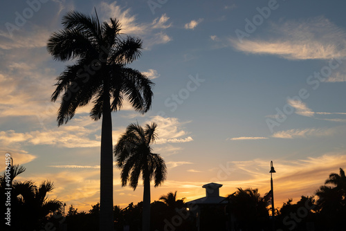 Sunset silhouette of palm trees in Florida