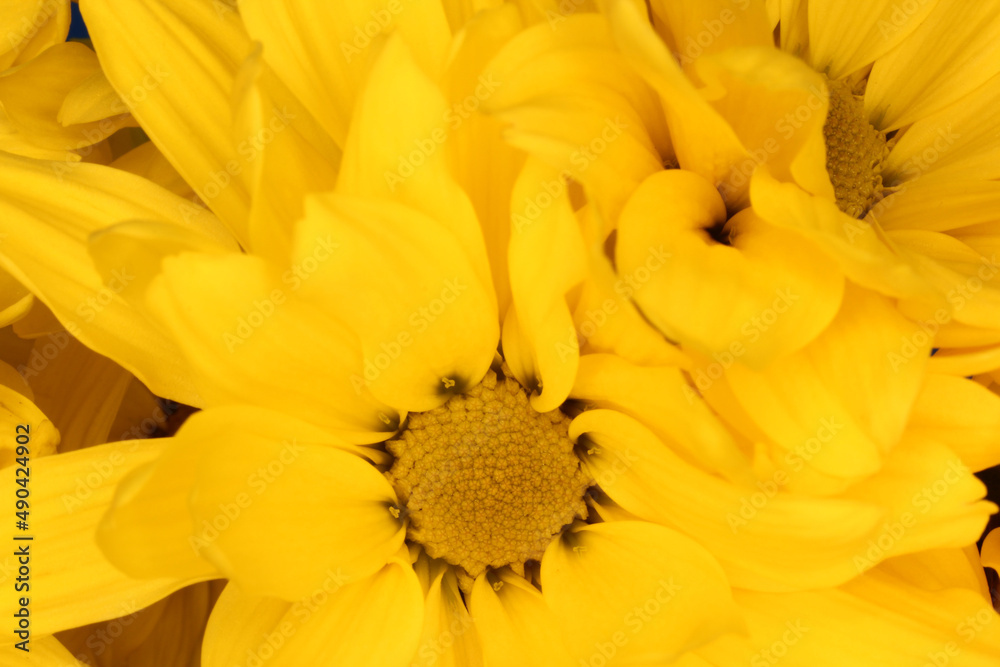 Bright Yellow Chrysanthemums Close up in outdoor lighting Bright Yellow Chrysanthemums Close up in outdoor lighting