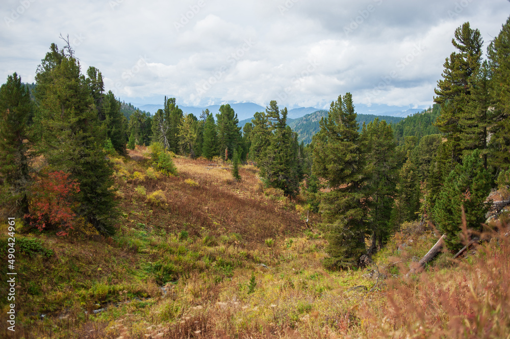 forests, green firs and mountains in the Altai Territory forests, green firs and mountains in the Altai Territory