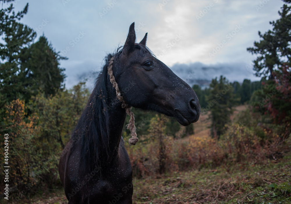 Obraz premium portrait of a black old horse on a foggy morning in the mountains of the altai region